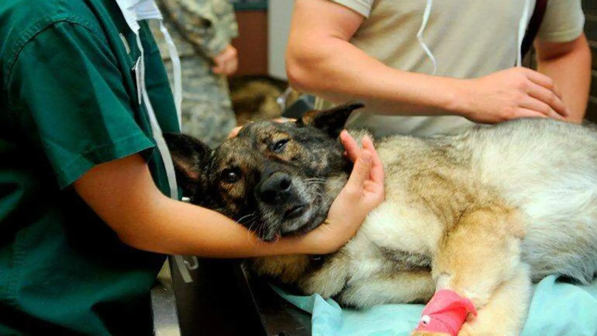 perro en operación